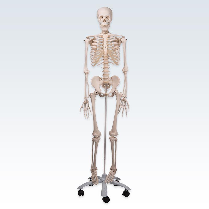 Model,Human,Skeleton