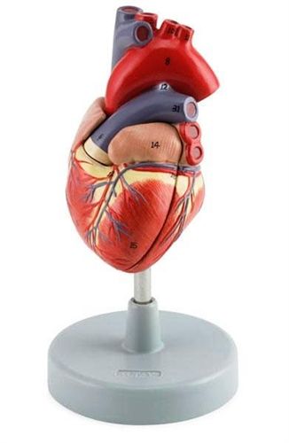 Model,Left,Ventricular,Hypertrophy