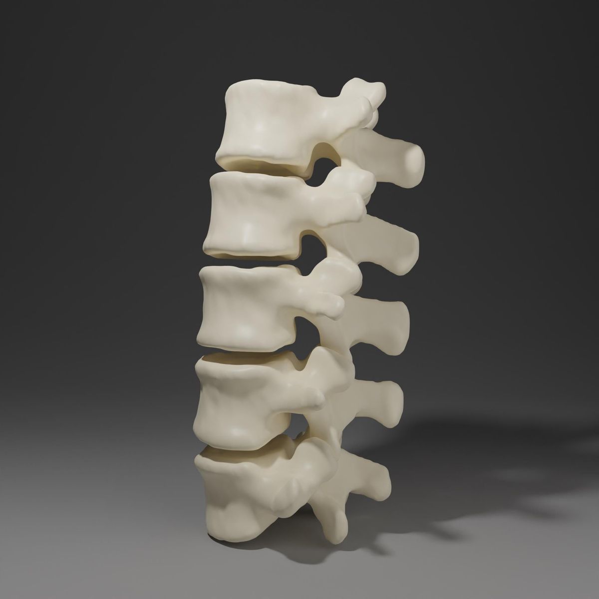 Model,Lumbar,Vertebrae