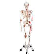 Sam,Functional,Human,Skeleton